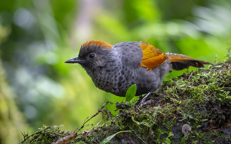 Golden-winged Laughingthrush (Trochalopteron ngoclinhense) at Ngoc Linh Bird Hides - Central Vietnam. Photo by: Phuc Le - Vietnam Bird Photography Tours - Vietbirdphototours.com